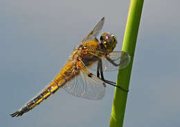 Image of Four-spotted Chaser