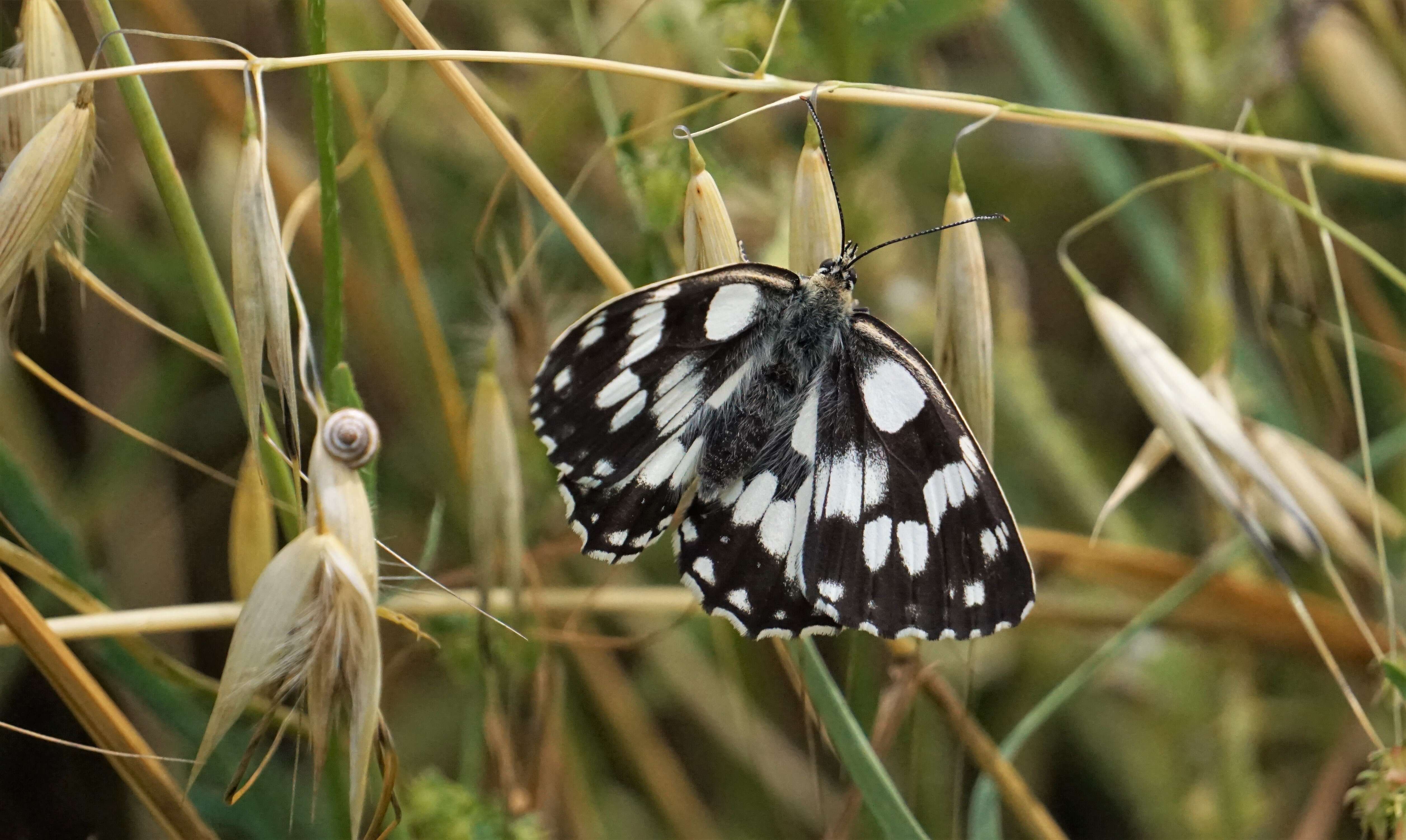 Image of marbled white