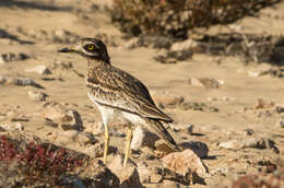 Image of Eurasian Stone-curlew