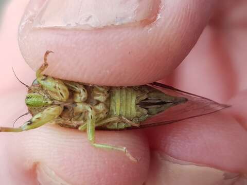 Image of variable cicada