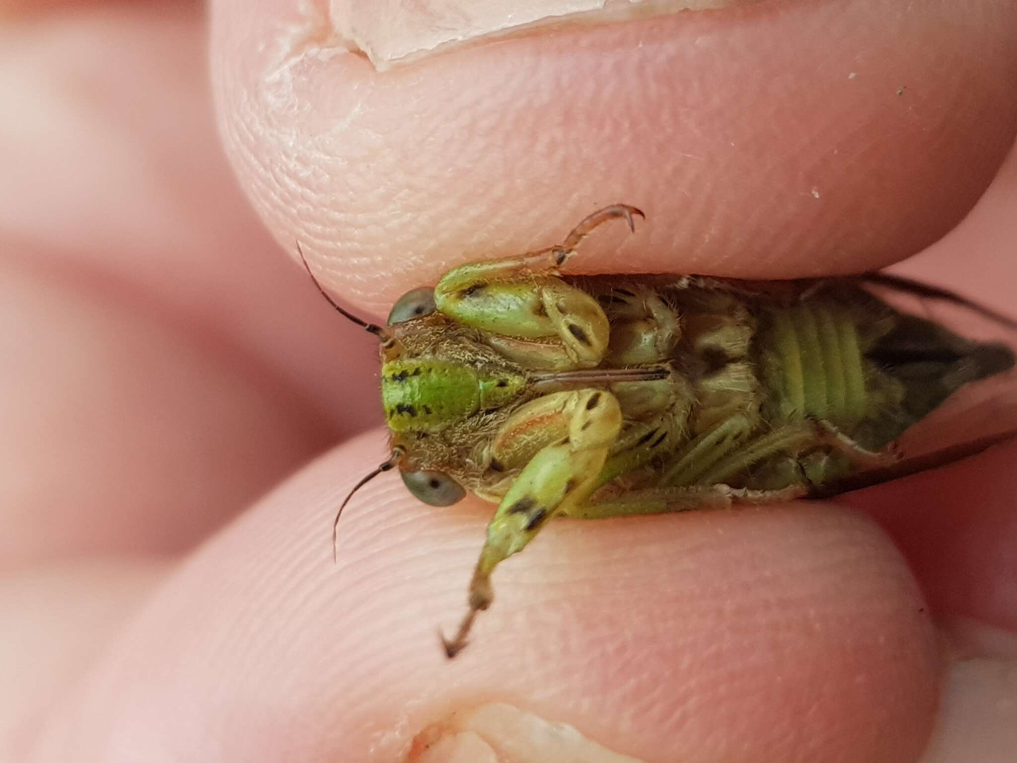Image of variable cicada