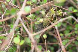 Image of Peg's cicada