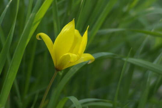 Image of Wild tulip