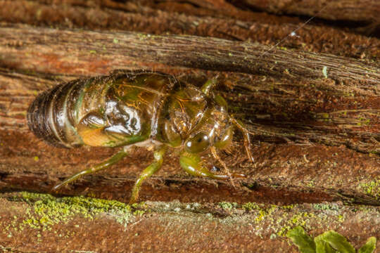 Image of lesser bronze cicada