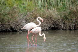 Imagem de Phoenicopterus Linnaeus 1758