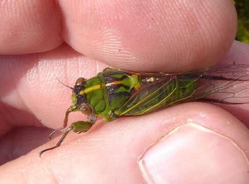 Image of subalpine green cicada