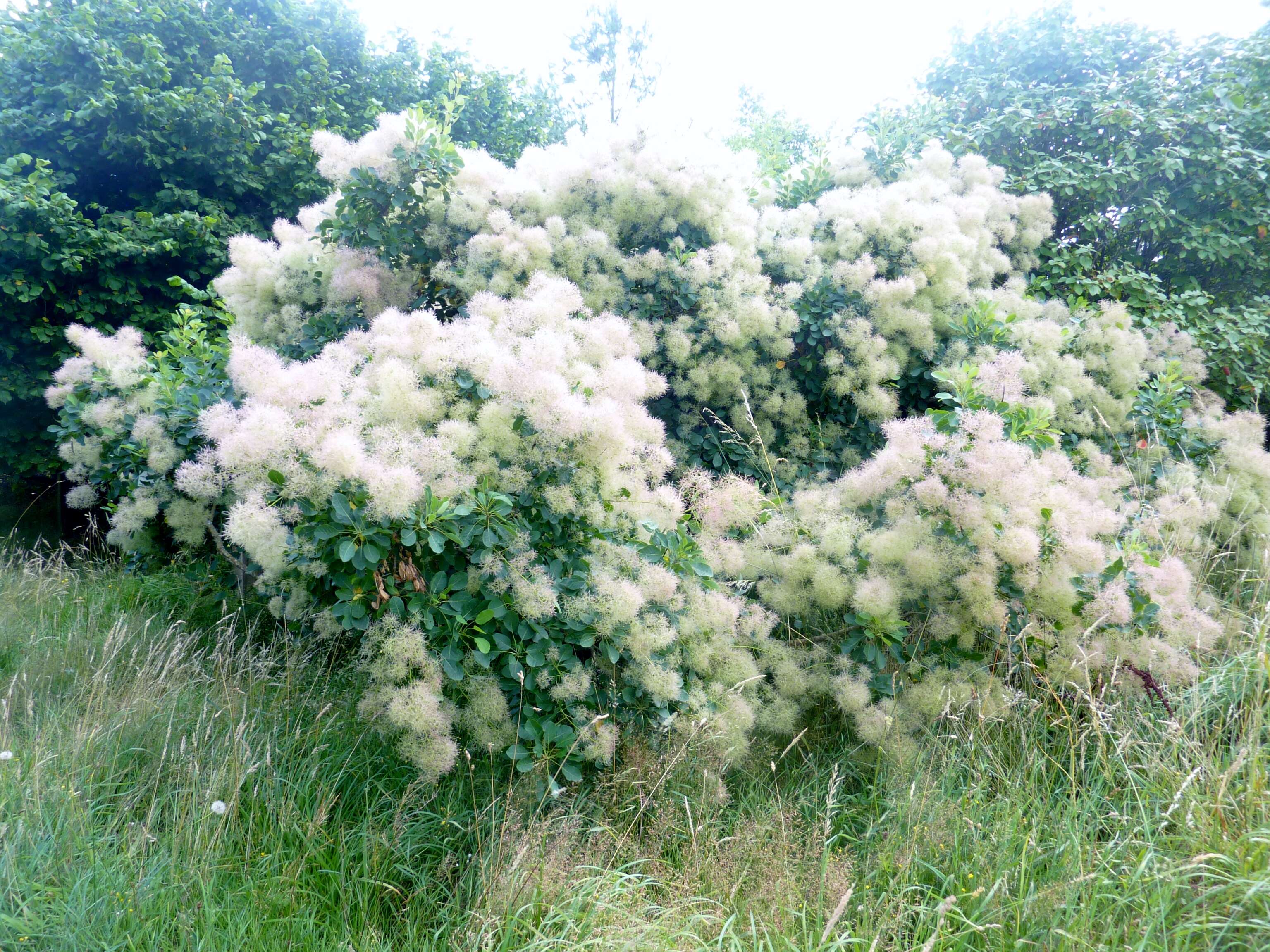 Image of European smoketree