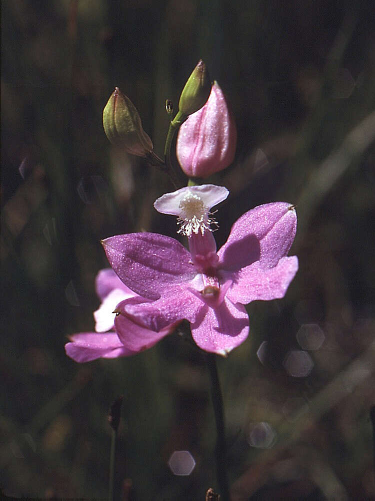 Image of tuberous grasspink