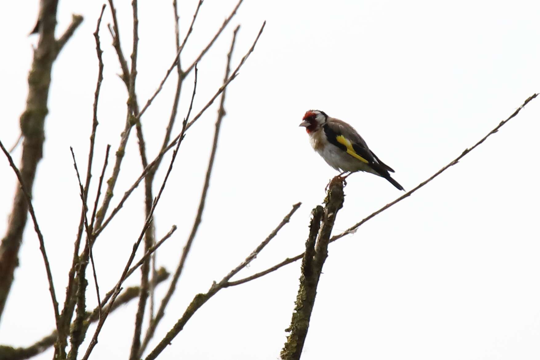 Image of European Goldfinch