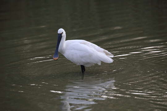 Image of spoonbill, eurasian spoonbill