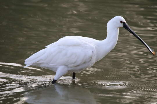 Image of spoonbill, eurasian spoonbill