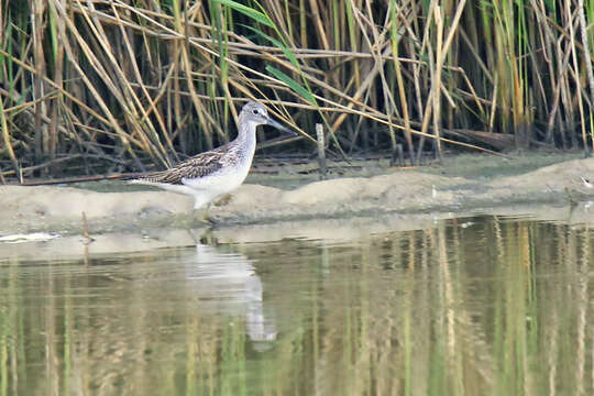 Image of Common Greenshank