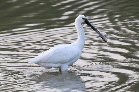 Plancia ëd Platalea leucorodia Linnaeus 1758