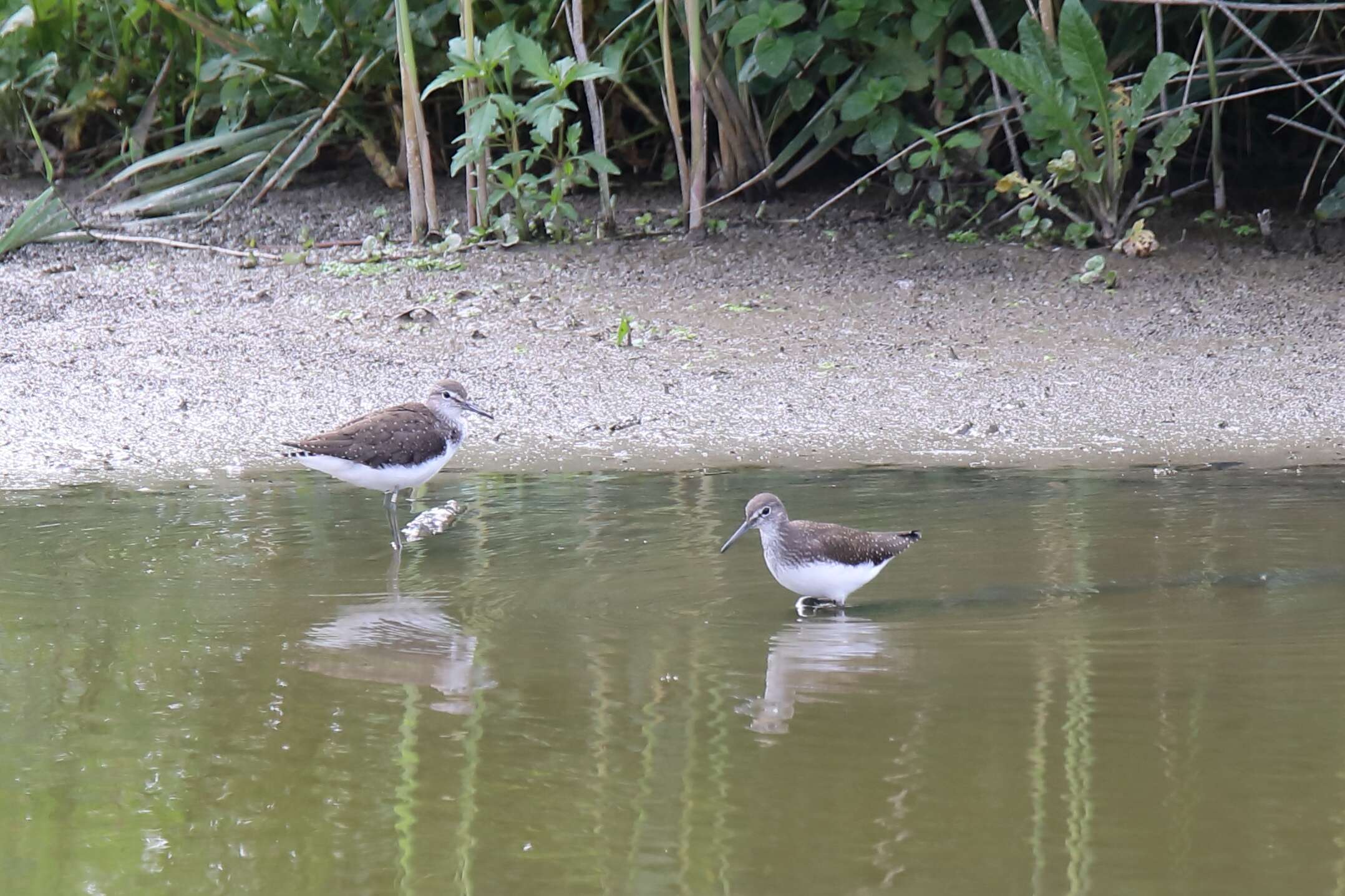 Image of Green Sandpiper