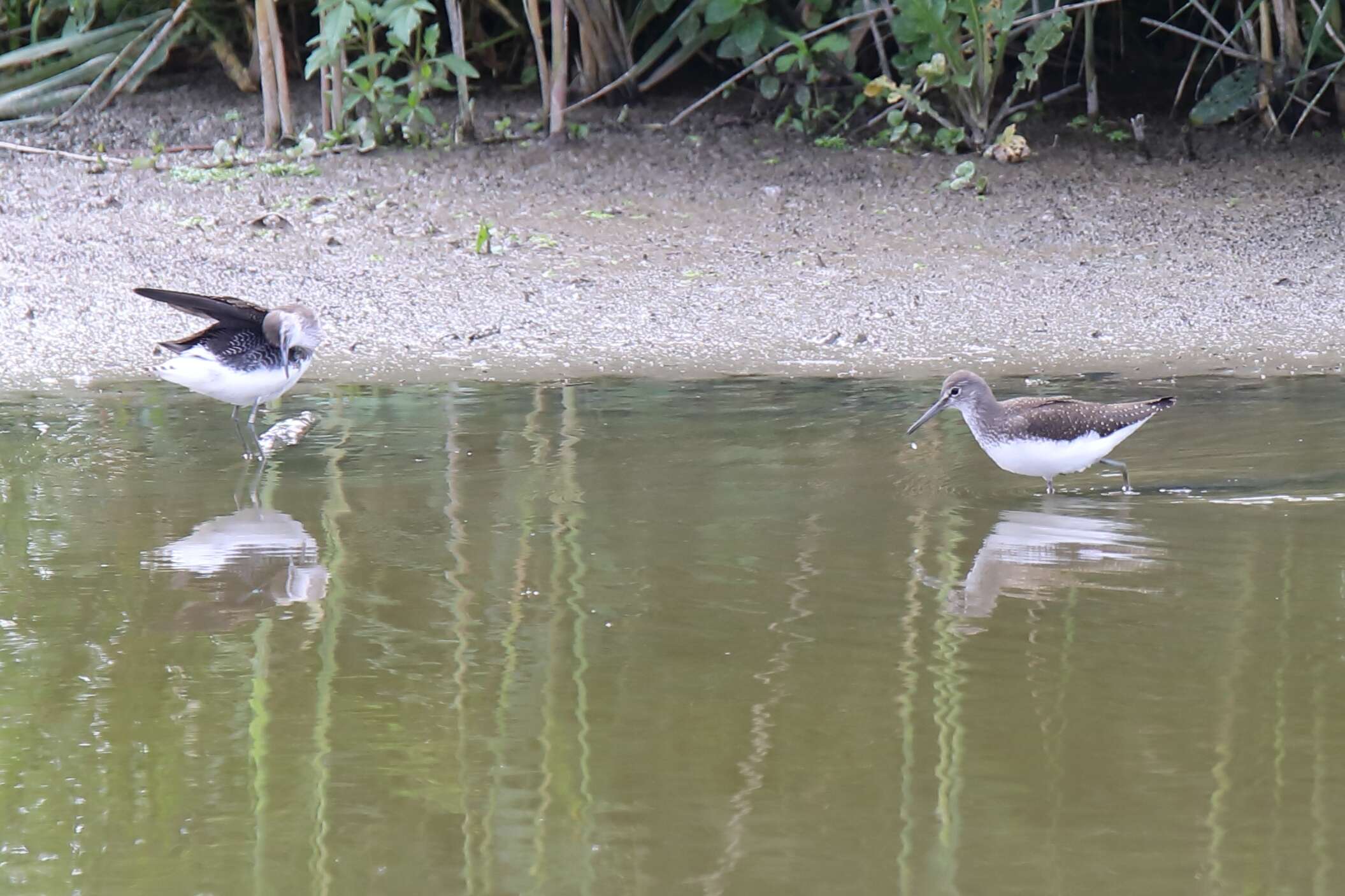 Image of Green Sandpiper