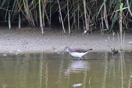 Image of Green Sandpiper