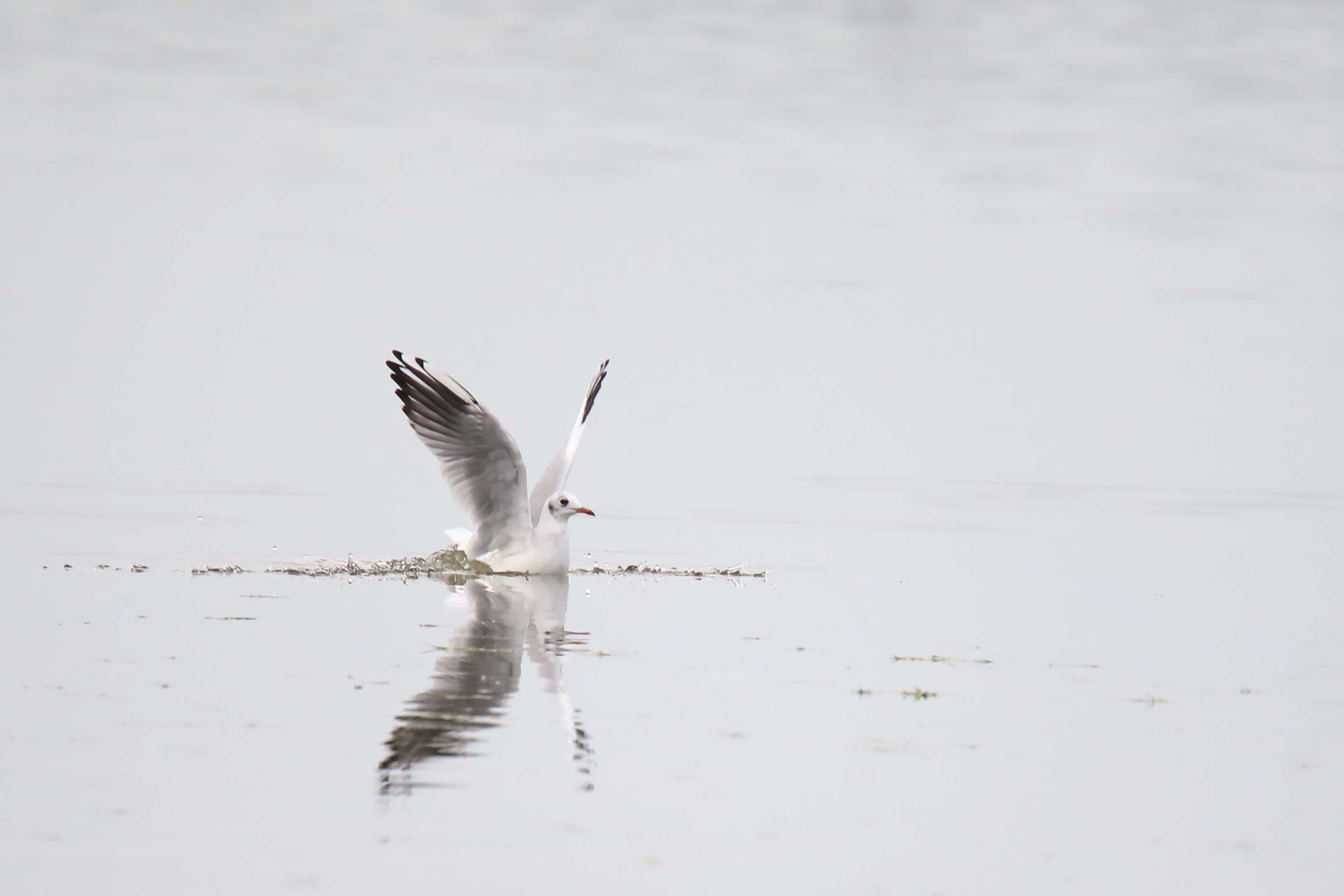 Image of Black-headed Gull