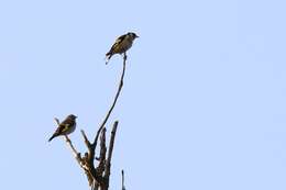 Image of European Goldfinch