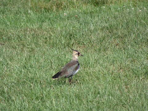 Image of Lapwing