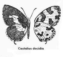 Caleta decidia resmi