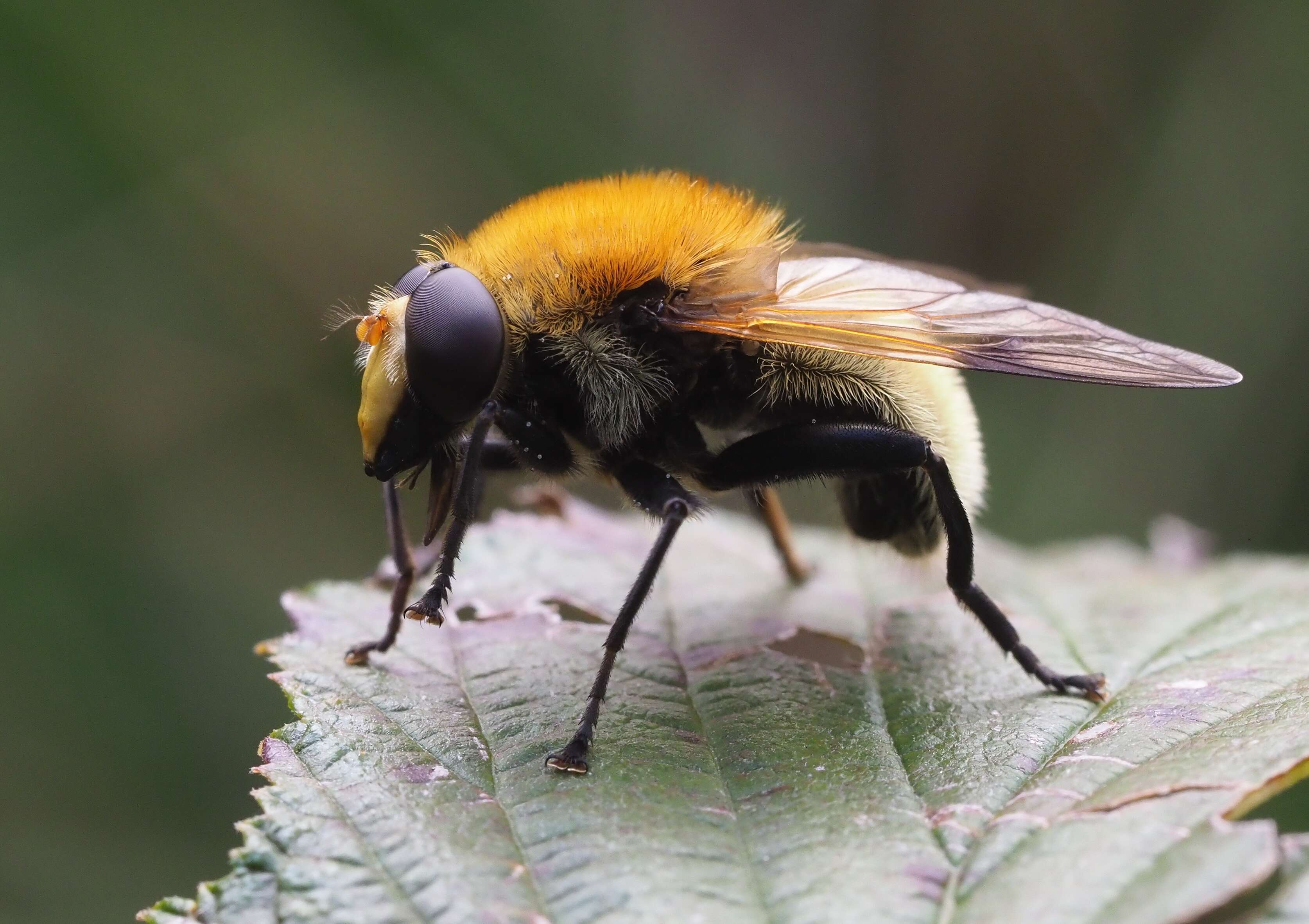 Sericomyia superbiens (Muller 1776) resmi