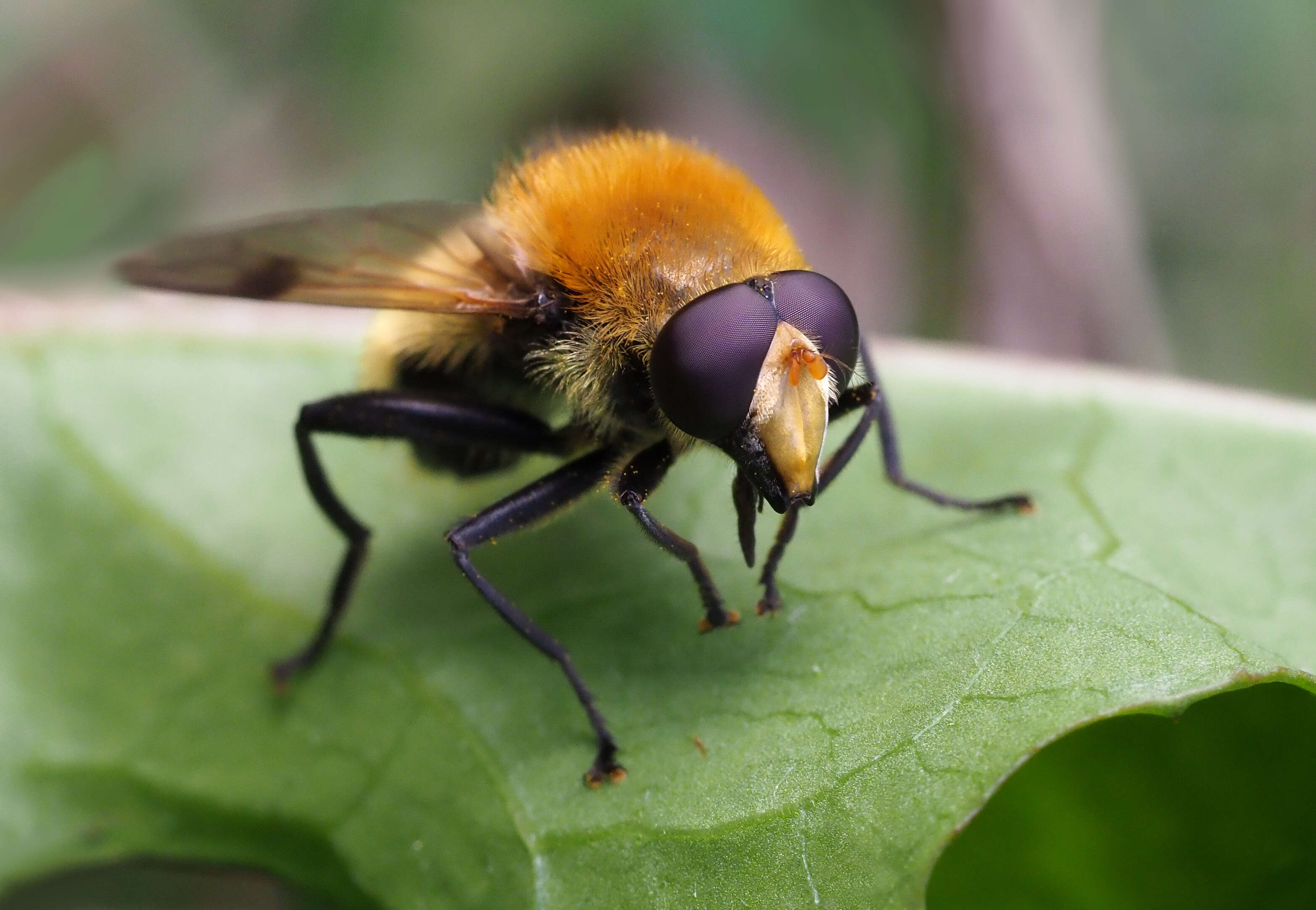 Sericomyia superbiens (Muller 1776) resmi