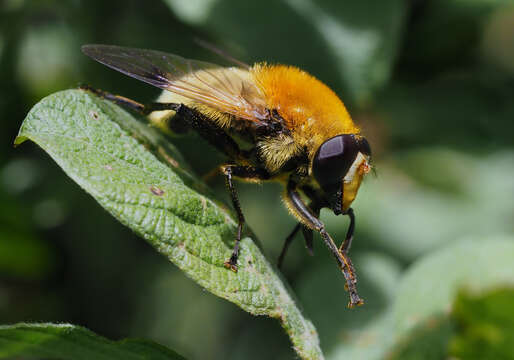 Sericomyia superbiens (Muller 1776) resmi