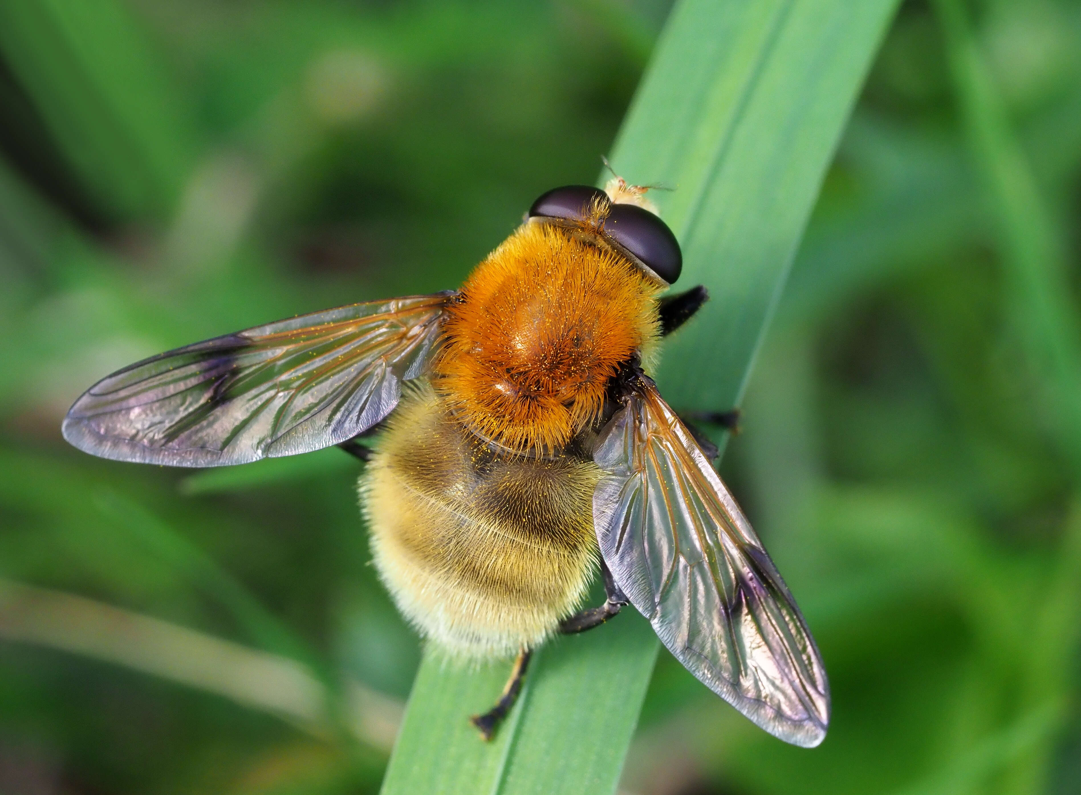 Sericomyia superbiens (Muller 1776) resmi