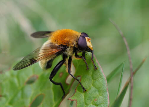 Sericomyia superbiens (Muller 1776) resmi