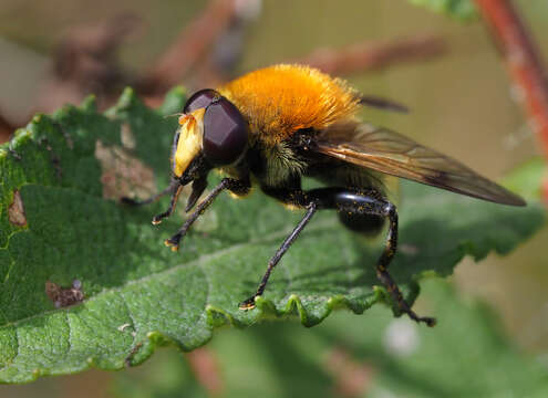 Image of Sericomyia superbiens (Muller 1776)