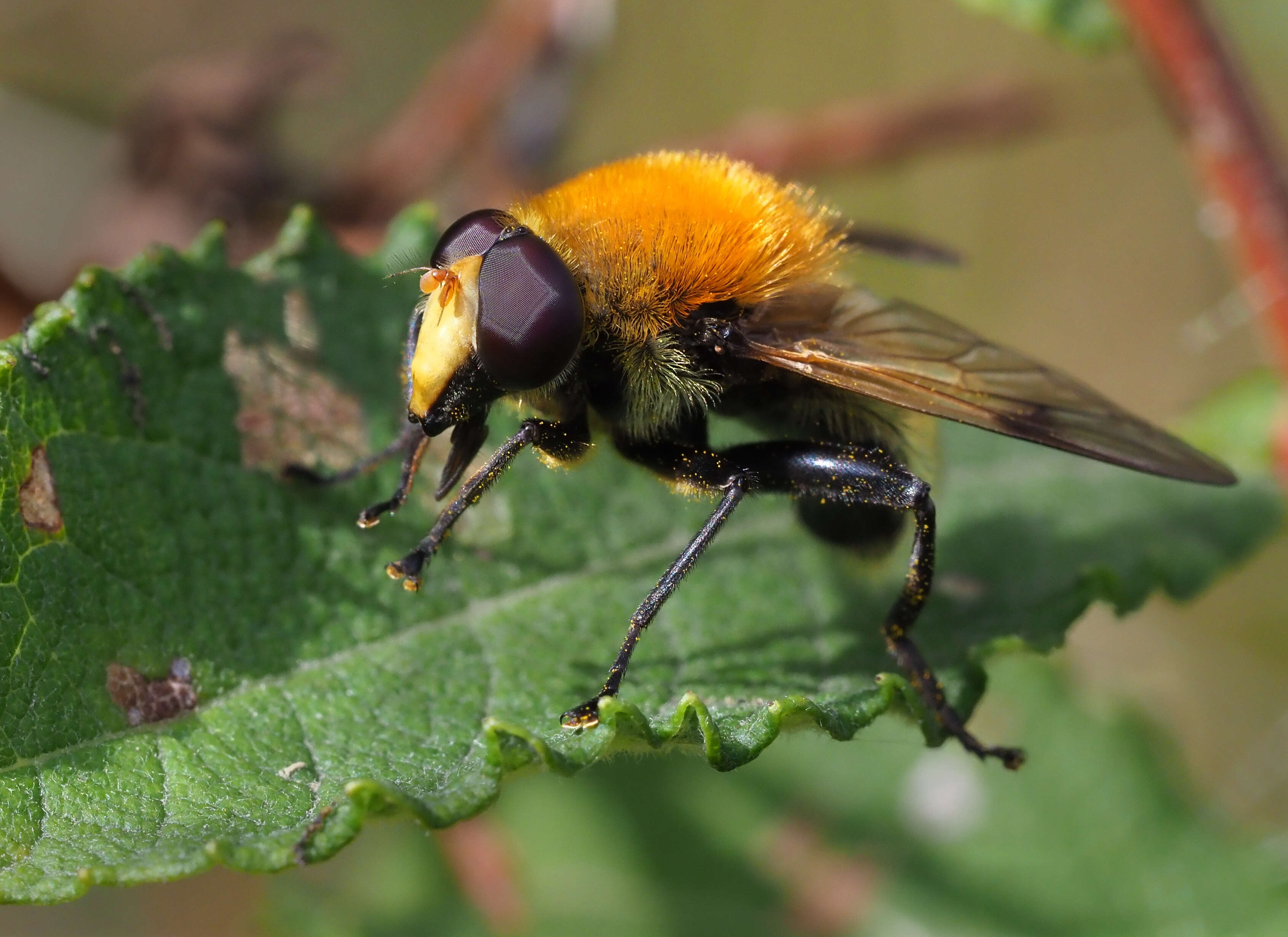 Sericomyia superbiens (Muller 1776) resmi