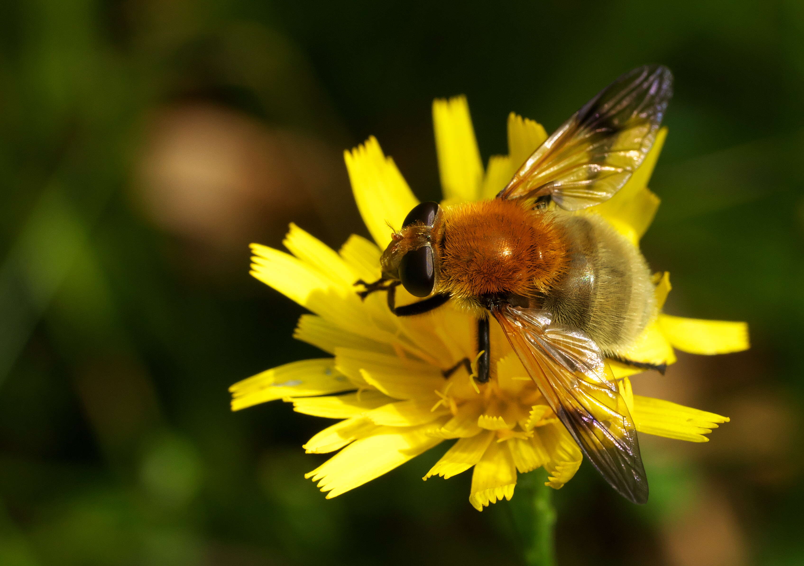 Sericomyia superbiens (Muller 1776) resmi