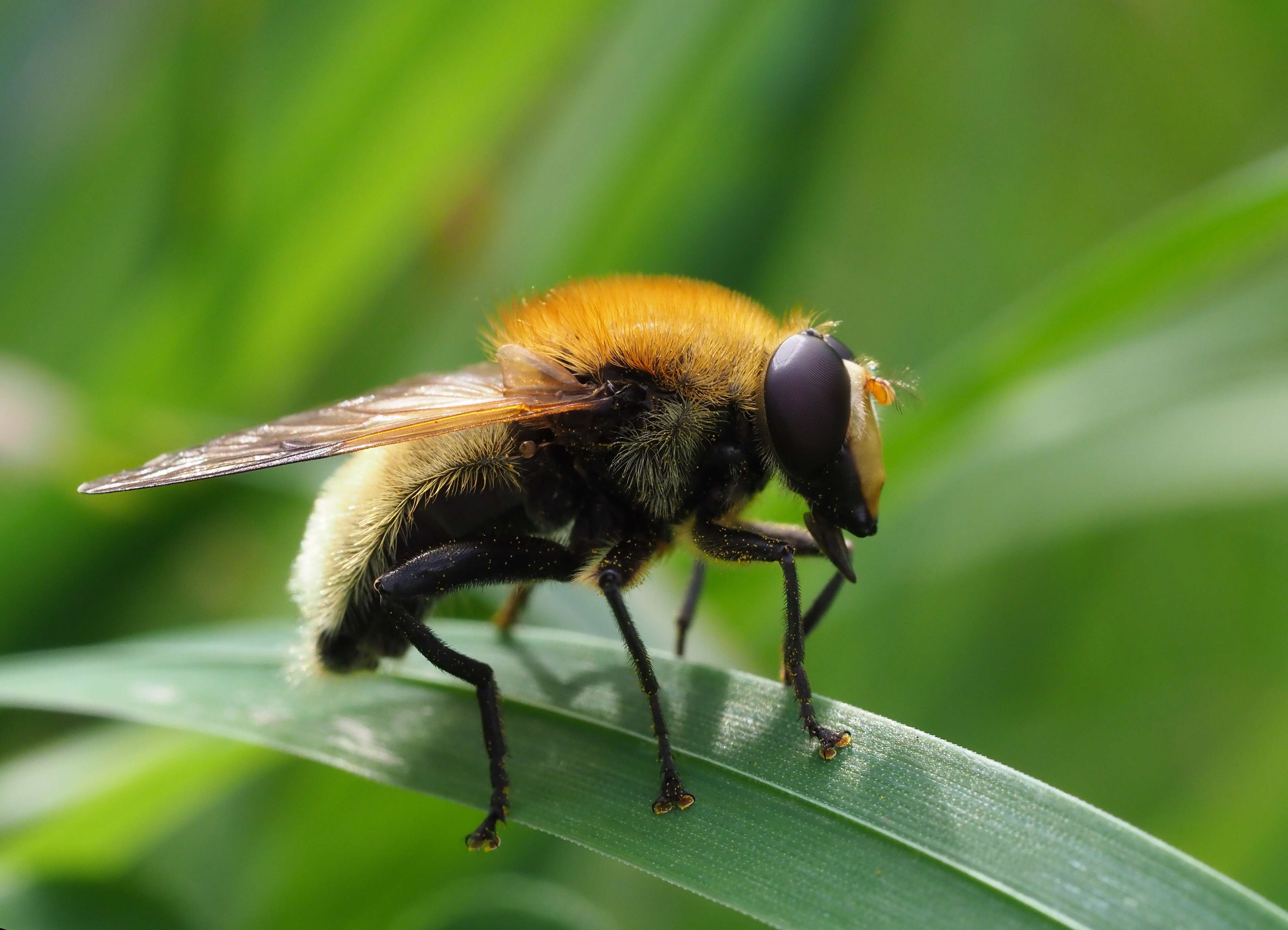 Sericomyia superbiens (Muller 1776) resmi