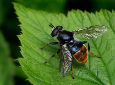 Image of Pine hoverfly