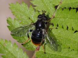 Image of Pine hoverfly