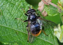 Image of Pine hoverfly