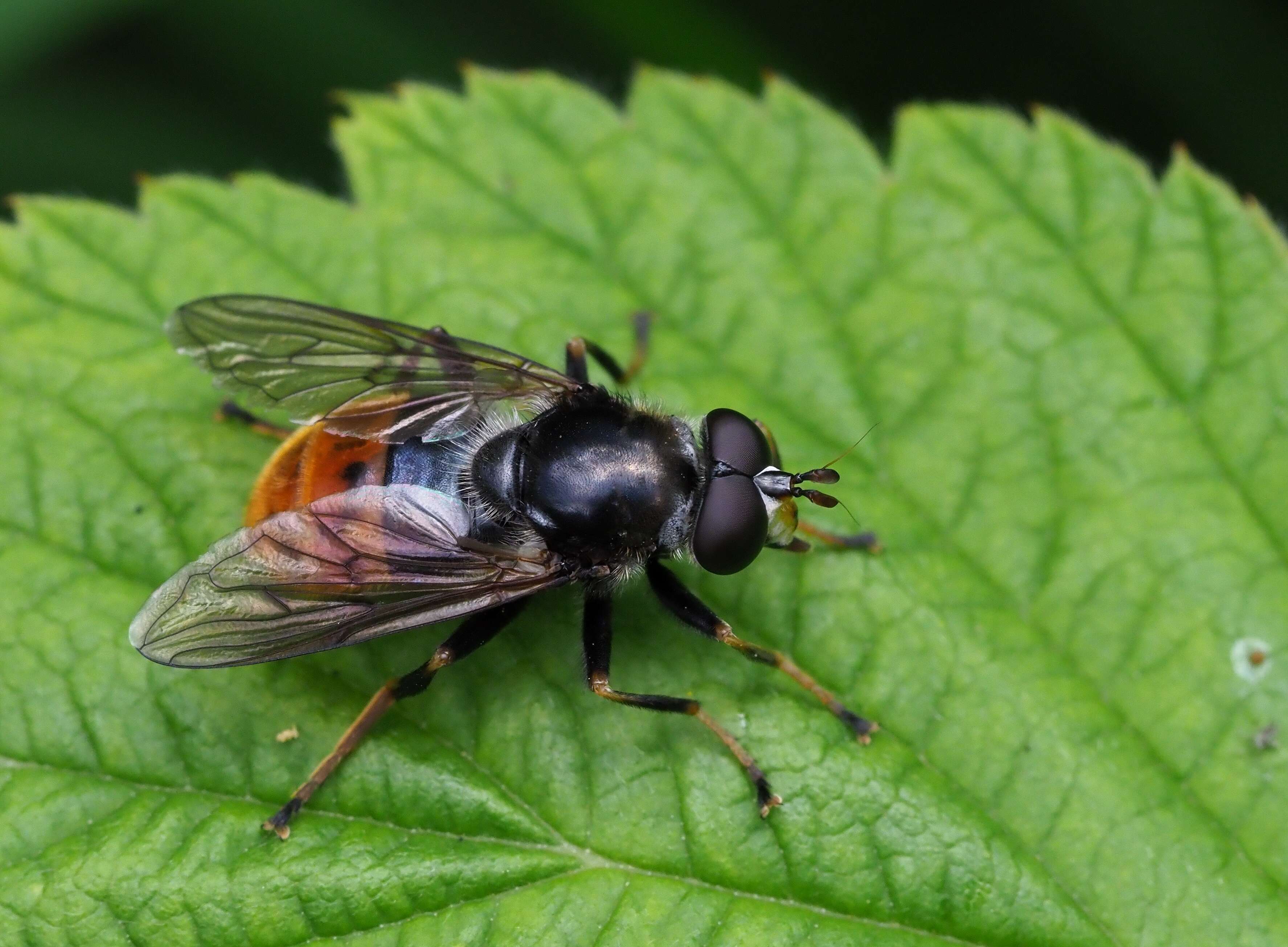 Image of Pine hoverfly