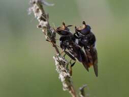 Image of Pine hoverfly