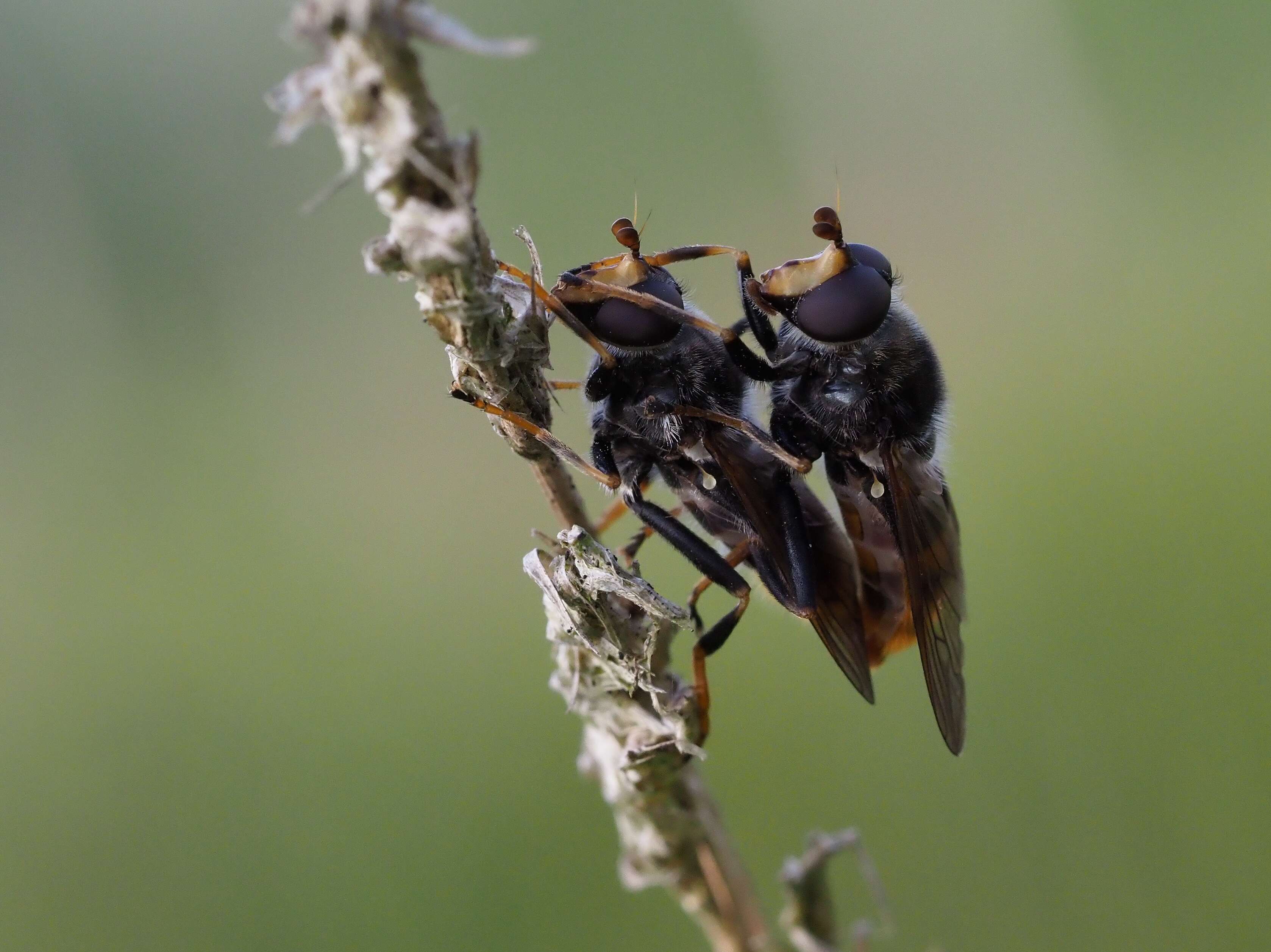 Image of Pine hoverfly