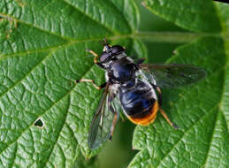 Image of Pine hoverfly