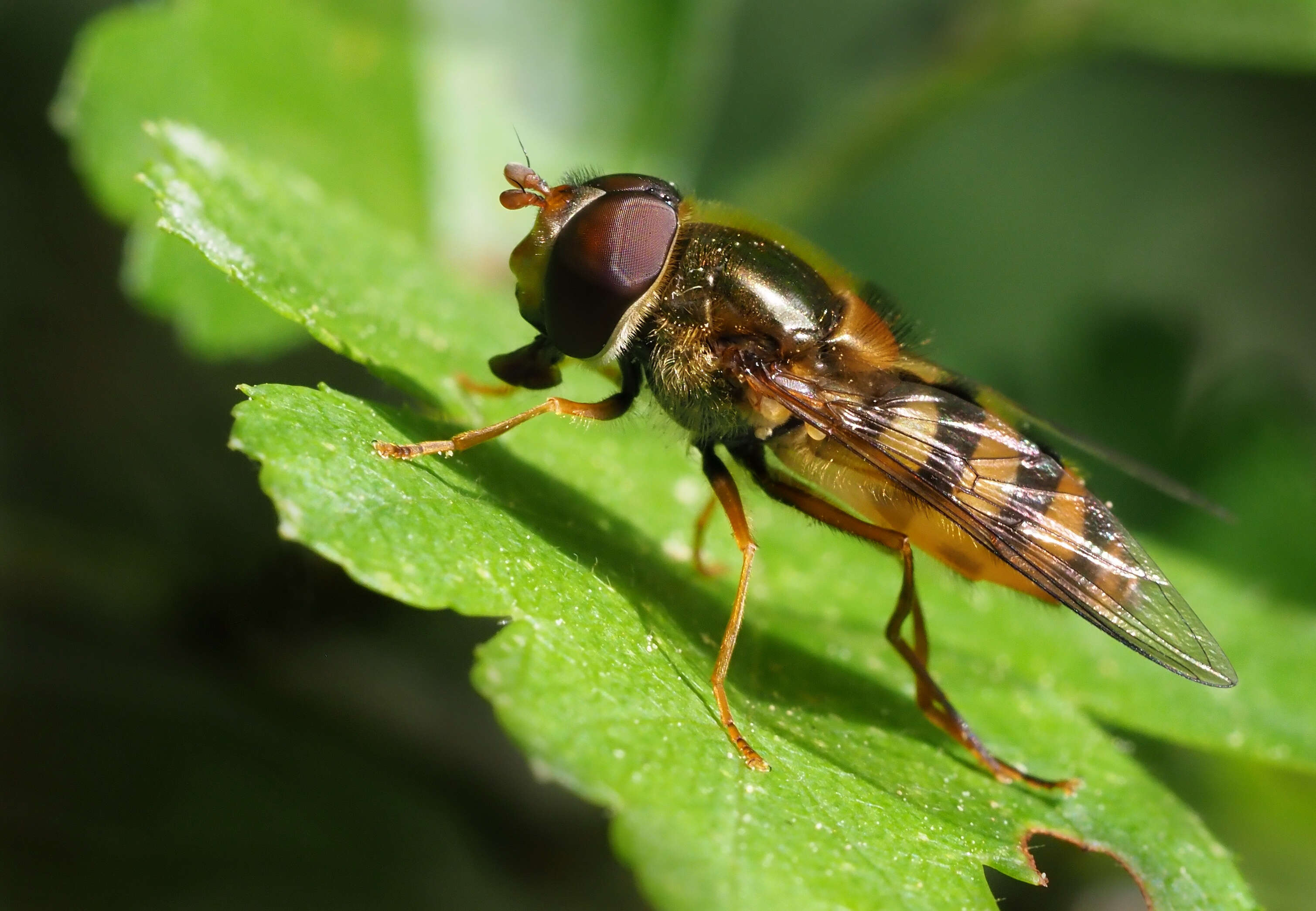 Image of Epistrophe nitidicollis (Meigen 1822)