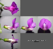 Image of spring pea