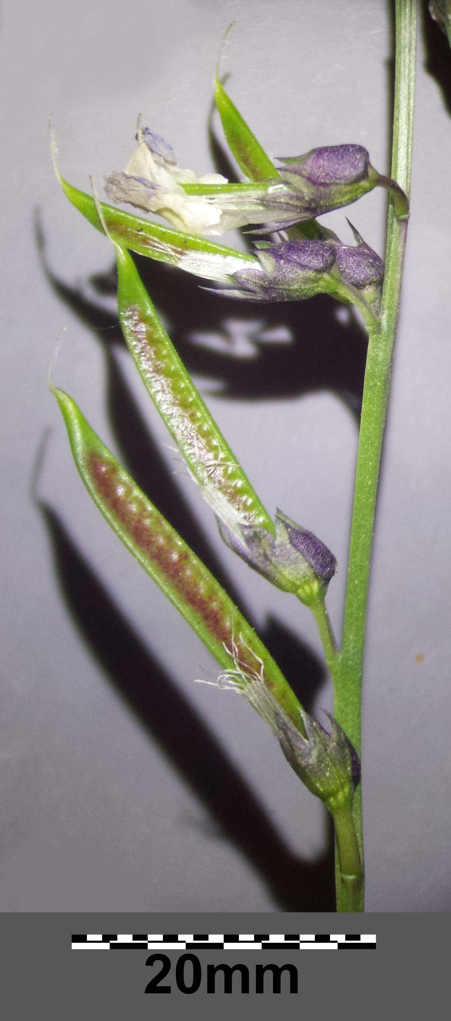 Image of spring pea