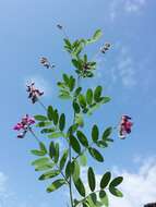 Image of Black Pea