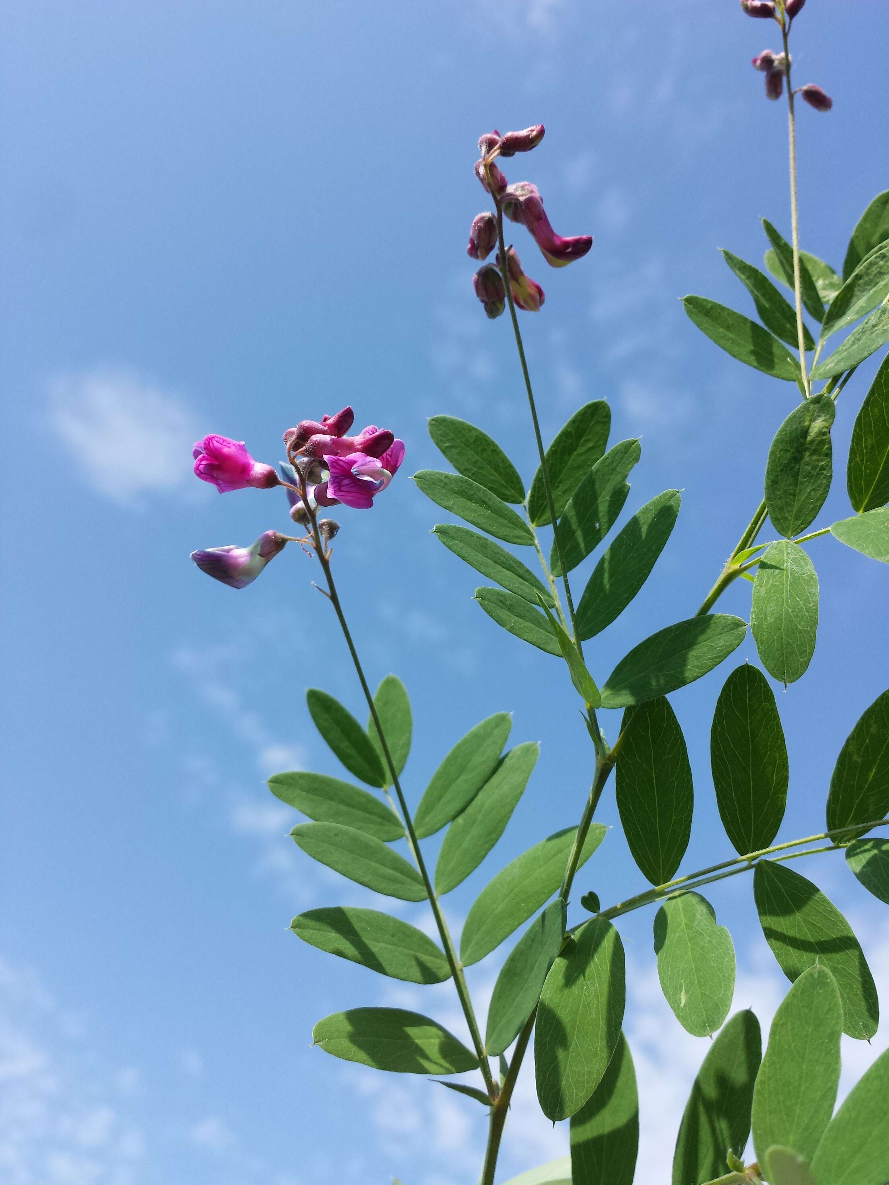 Image of Black Pea