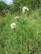 Trifolium montanum L.的圖片