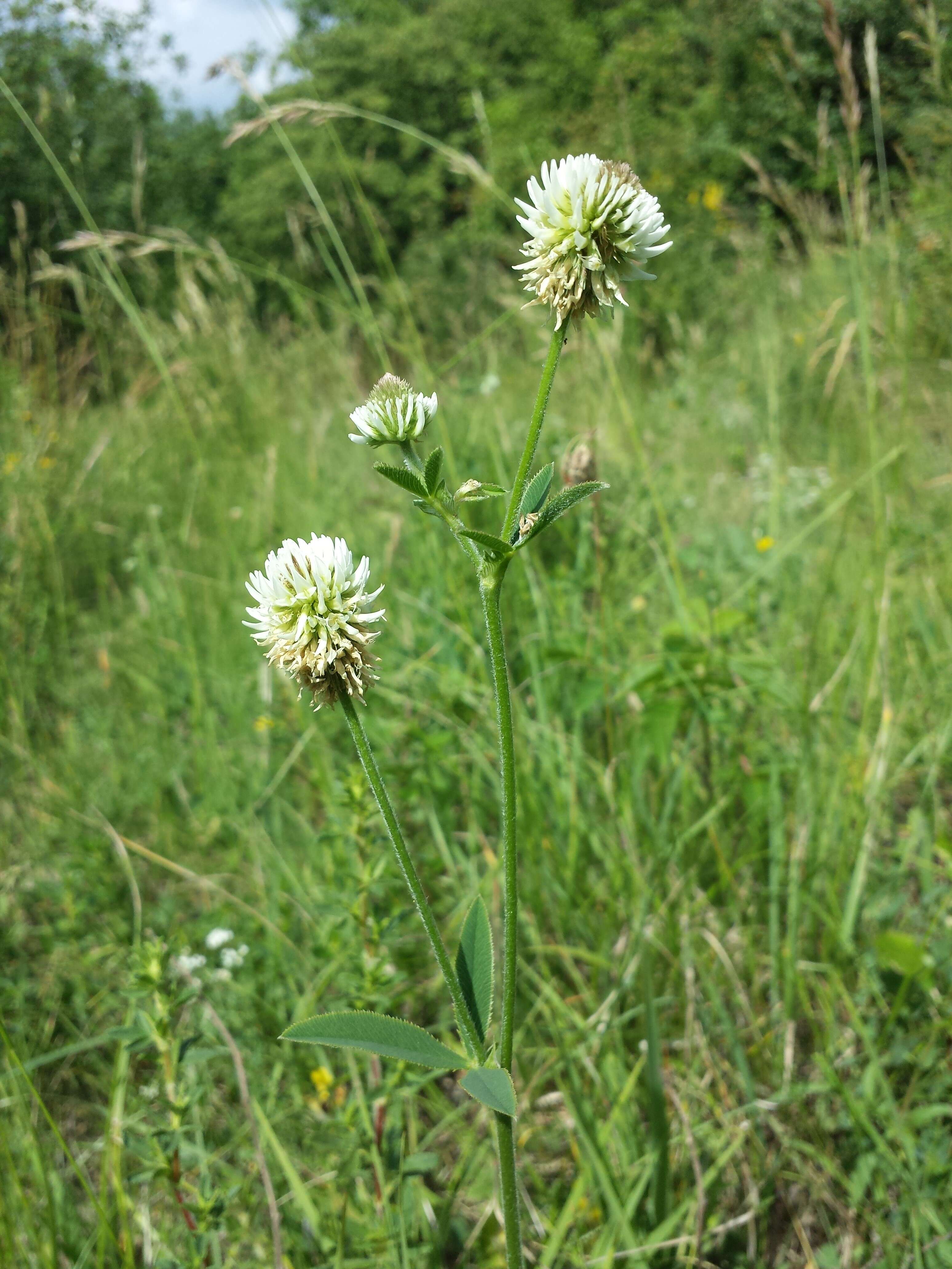 Trifolium montanum L.的圖片