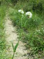 Trifolium montanum L.的圖片