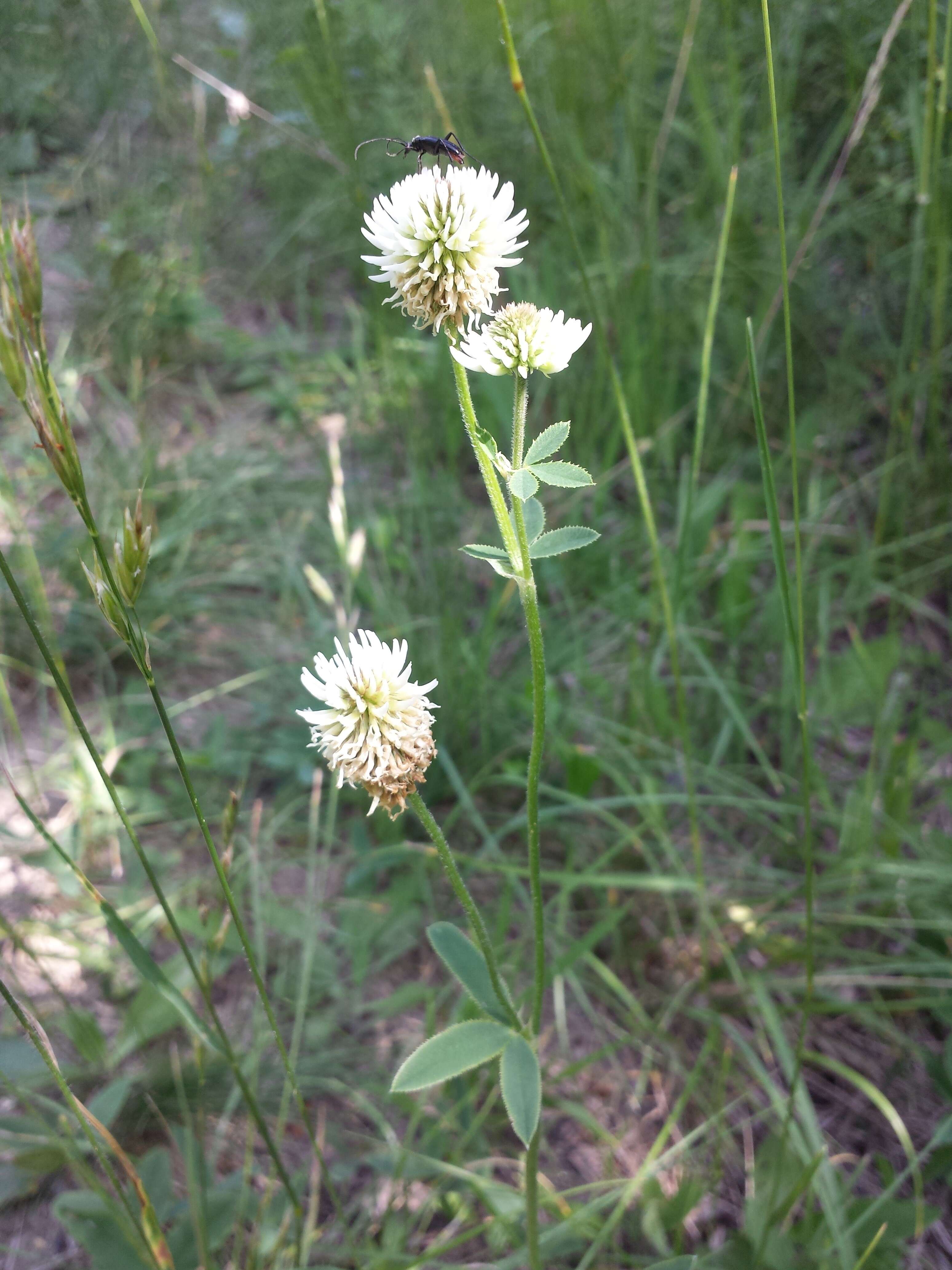 Imagem de Trifolium montanum L.