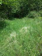 Image of European feather grass